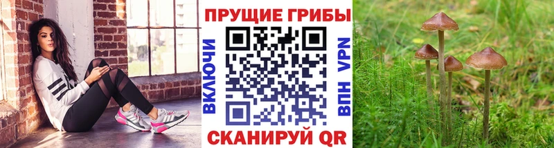 Галлюциногенные грибы Psilocybe Карачаевск
